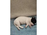 Elma kafa chihuahua yavruları - Köpek