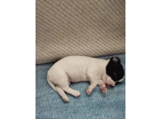 Elma kafa chihuahua yavruları 