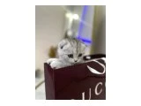 Şeker gibi fold - Scottish Fold