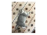 Bebeğimiz yeni yuvasını arıyor - British Shorthair