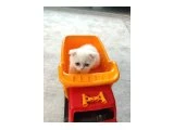 50 günlük yavrumuzu Sahiplendirme - Scottish Fold - Çanakkale