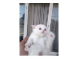 British blue point yavrular - British Shorthair - Bursa