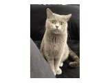 Acil Ücretsiz Sahiplendirme - British Shorthair