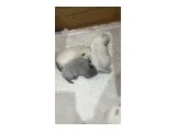 Yeni yuvalarını arıyorlar - 3