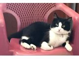 Acil sahiplendirilmesi gerekiyor uysal kedi - British Shorthair