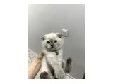 Yeni yuvalarını arıyorlar - British Shorthair