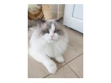 Erkek ragdoll kedimiz için eş arıyoruz - 2