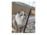 Erkek ragdoll kedimiz için eş arıyoruz - 3