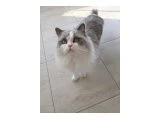 Erkek ragdoll kedimiz için eş arıyoruz - Evcil Hayvan Eş Bulma