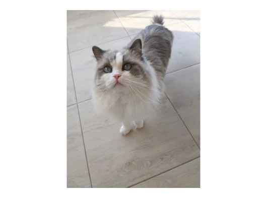 Erkek ragdoll kedimiz için eş arıyoruz