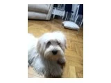 5 aylık terier maltes - Köpek