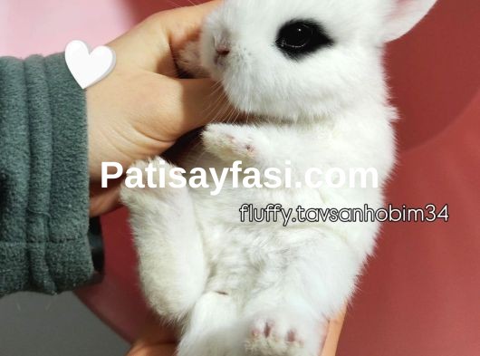 yavru HOLLANDA LOP ve CÜCE tavşanlar // açıklamayı okuyunuz