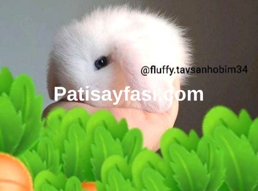 yavru HOLLANDA LOP ve CÜCE tavşanlar // açıklamayı okuyunuz