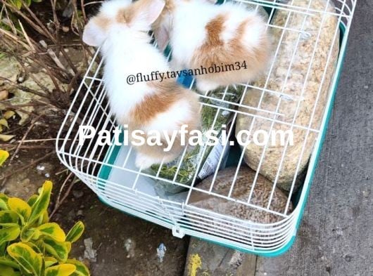 yavru HOLLANDA LOP ve CÜCE tavşanlar // açıklamayı okuyunuz