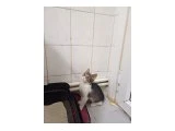 Mucize Kedi Şanslı Kendisine Acil Yuva Arıyor - Tekir Kedi