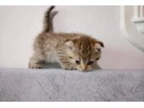 Akıllı minişler yeni yuvalarını arıyor. - Scottish Fold