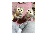 Kedi - 2