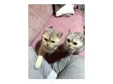 Kedi - 3