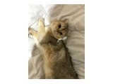 Kedi - Scottish Fold