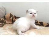exotic shorthair bebeklerimiz - 2