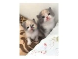 exotic shorthair bebeklerimiz - 3