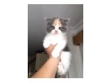 exotic shorthair bebeklerimiz - 4