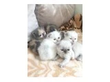 exotic shorthair bebeklerimiz - Mersin