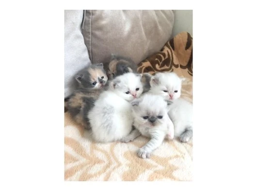 exotic shorthair bebeklerimiz