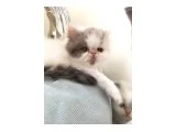 exotic shorthair bebeklerimiz - 5