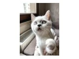 Acil yuva arıyoruz - British Shorthair