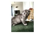 Scottish fold shorthair prensesimize yuva arıyoruz ‼️ - 2