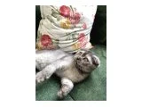 Scottish fold shorthair prensesimize yuva arıyoruz ‼️ - Mersin