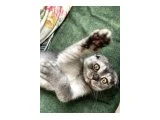 Scottish fold shorthair prensesimize yuva arıyoruz ‼️ - 3