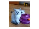 Çok oyuncu cana yakın british yavrular - British Shorthair