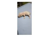 Suriye hamsteri - 2