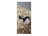 Suriye hamsteri - Kemirgen