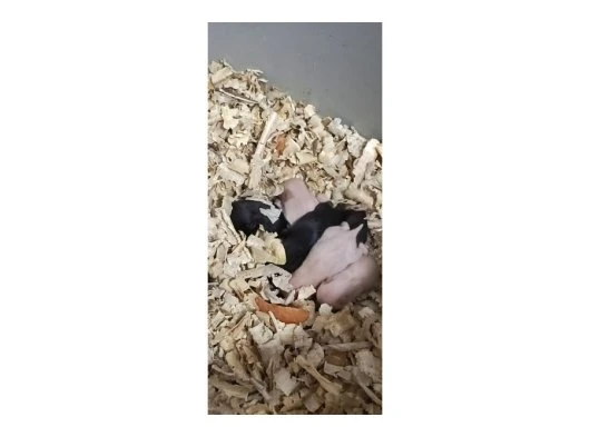 Suriye hamsteri