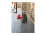 OĞLUM KİKO'YA SEVGİ DOLU YUVA ARIYORUM - British Shorthair