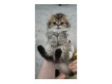 Scottish Fold / Straight Blue Point Yavru - 3
