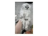 Scottish Fold / Straight Blue Point Yavru