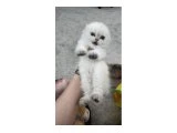 Scottish Fold / Straight Blue Point Yavru - 2
