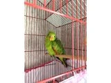 4 AYLIK YAVRU Aprosmictus erythropterus - Papağan - Ankara