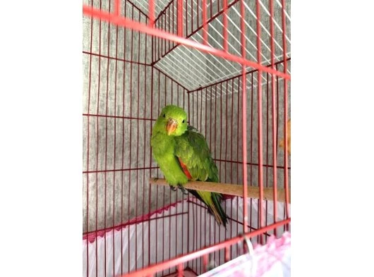 4 AYLIK YAVRU Aprosmictus erythropterus