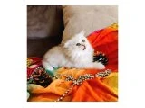Muhteşem kalitede Yavrularımız. Irk ve sağlık garantilidir. - British Longhair