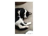 Acil yuva ariyorum - Tekir Kedi - İzmir