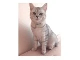 Ücretsiz sahiplendiriyoruz - British Shorthair