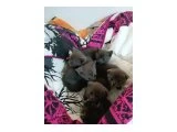 Scotish british yavrular - Scottish Fold - Ankara