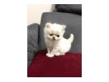 KAR TOPU İRAN KEDİSİ - İran Kedisi - Bursa