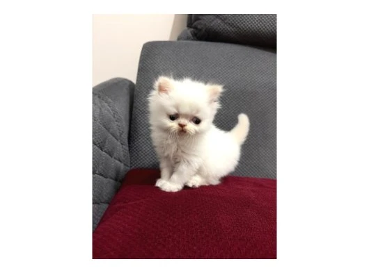 KAR TOPU İRAN KEDİSİ