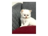 KAR TOPU İRAN KEDİSİ - 2